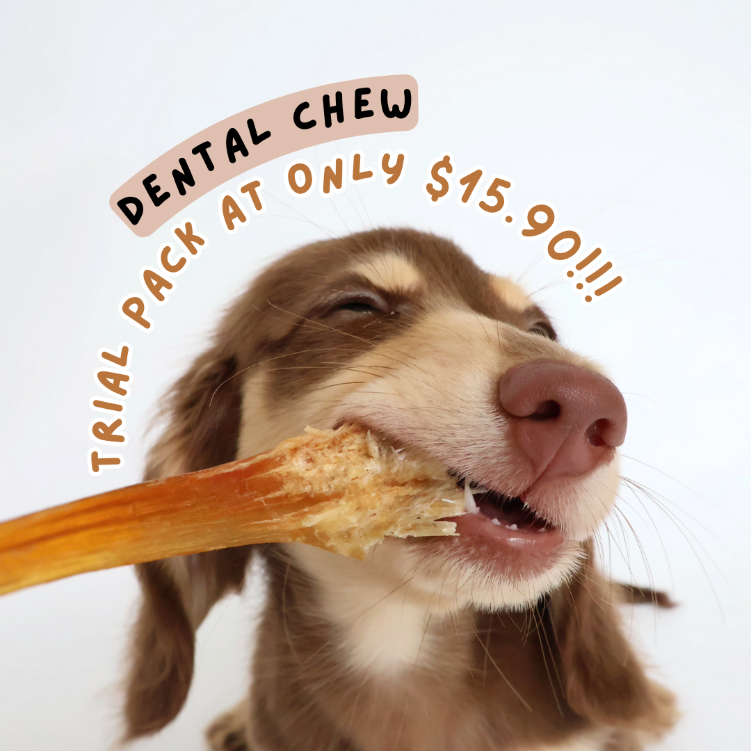 Dental Chew Trial Pack (dog dental chews and treats)