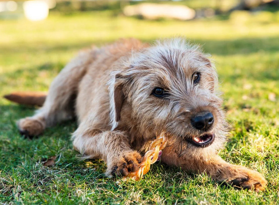 Air Dried Braided Ostrich Tendon (single ingredient dog treats, dog dental chew)