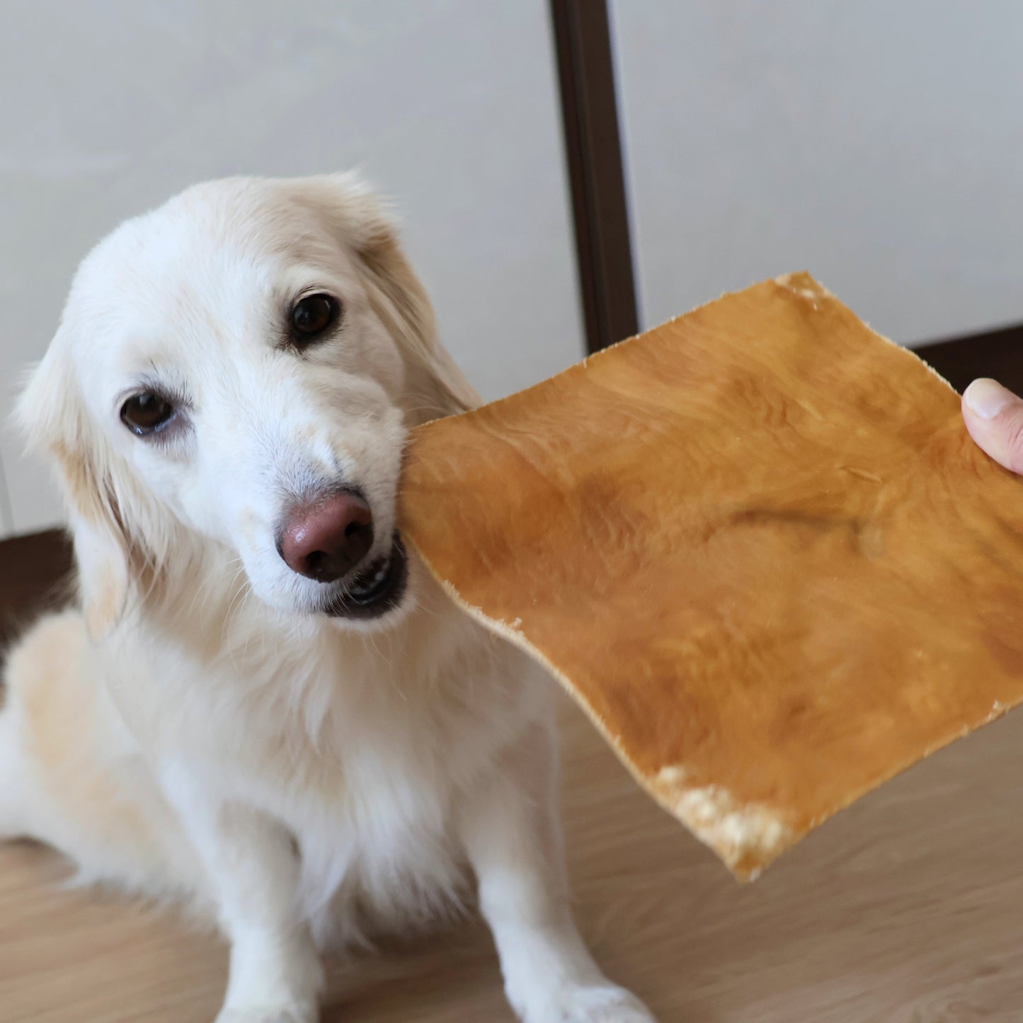 Air Dried Horse Skin Plate (single ingredient dog treats, dog dental chew)