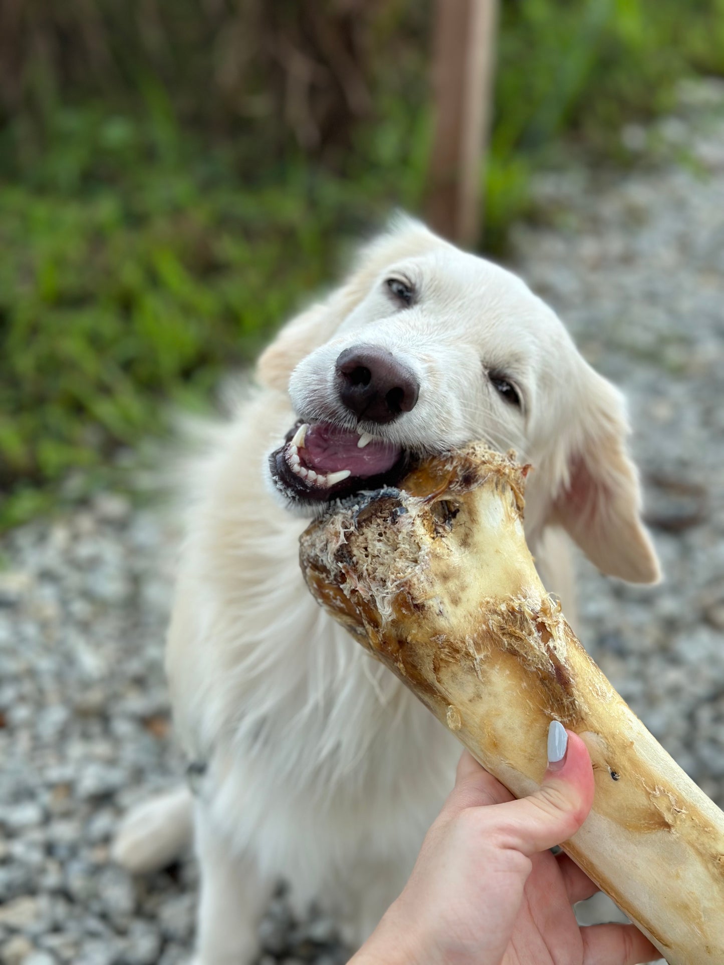 Air Dried Ostrich and Emu bone (dog treats dog dental chew)