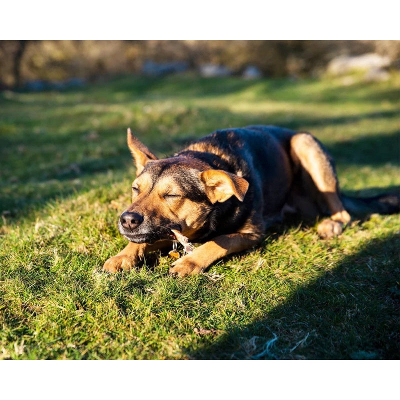 Air Dried Pressed Ostrich Tendon Strips (dog treats dog dental chew)